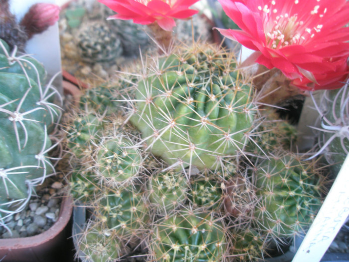 Loivia nr.1 (Obor) - 17.05