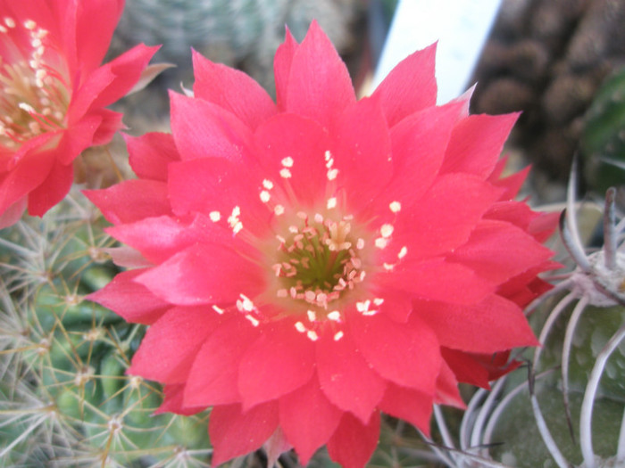 Loivia nr.1 (Obor) - floare