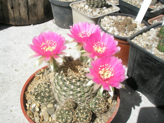 fosta Sulco - Lucian - 03.07