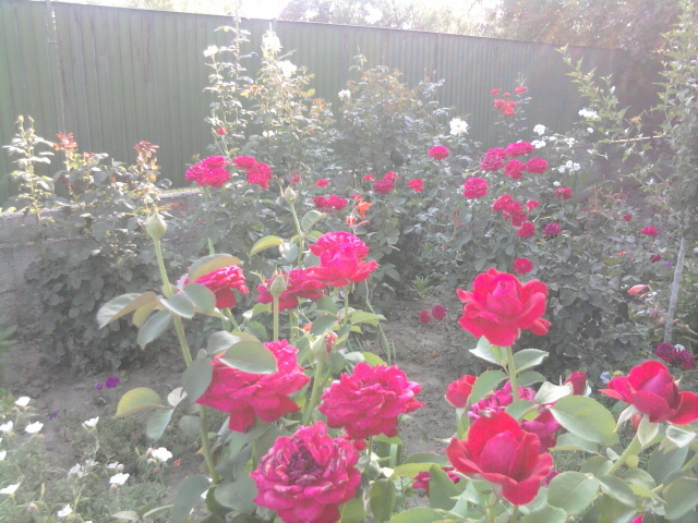 trandafiri - florile mele2