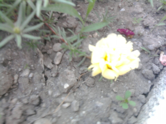 floare de piatra - florile mele2