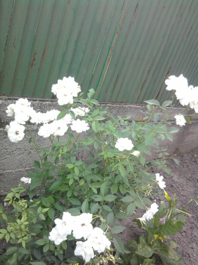 trandafiri - florile mele2