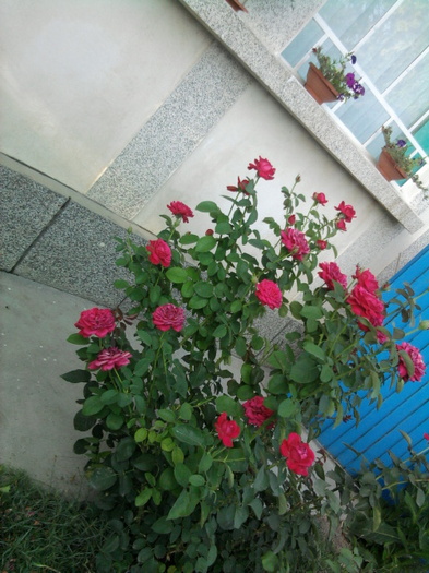 trandafiri - florile mele2