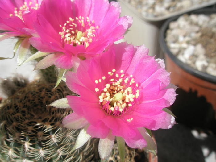 fosta Sulco - Lucian - floarea