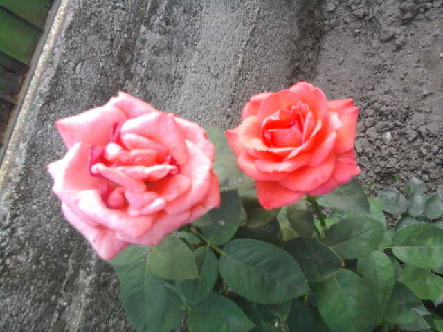 trandafiri - florile mele2