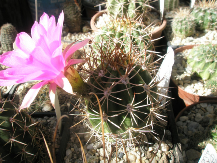 caineana (Adaria) - 03.07