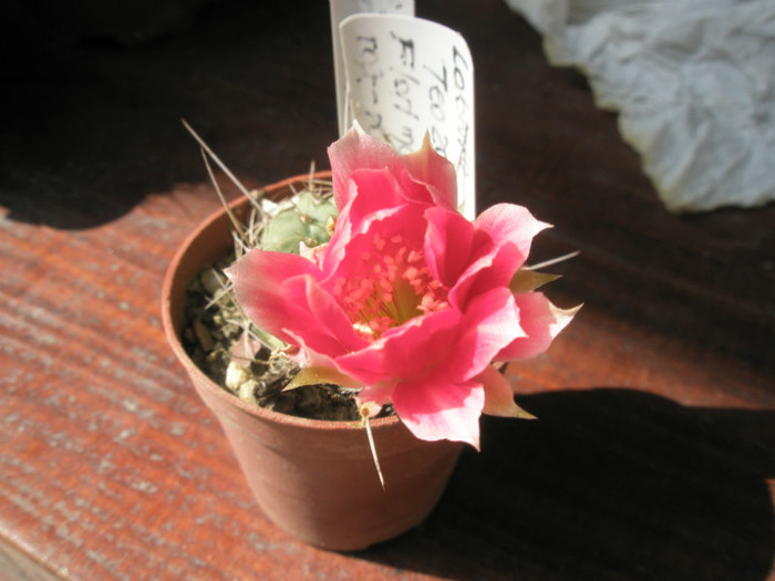 L. de la Teo cu flori mari roz-rosu - floarea