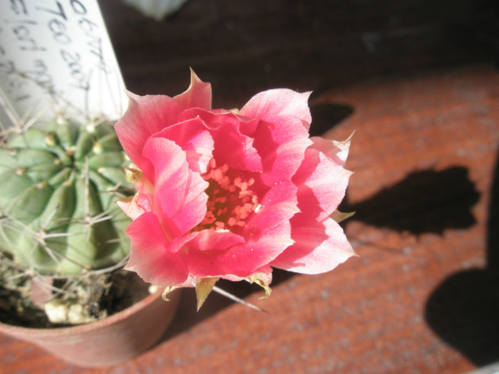 L. de la Teo cu flori mari roz-rosu - - floare 2