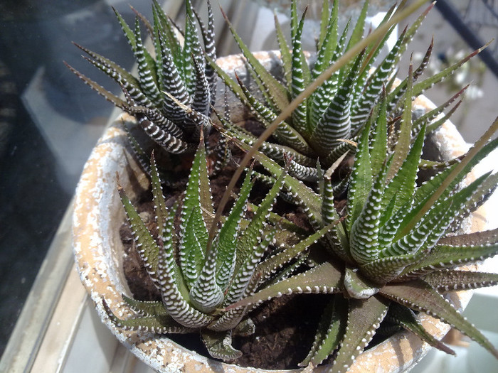 cactusi