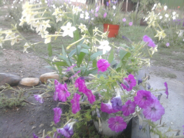 Fotografie1008 - petunii