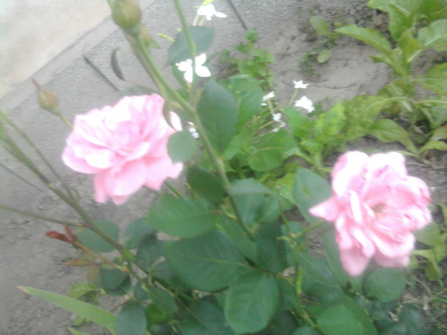 trandafir roz - florile mele2