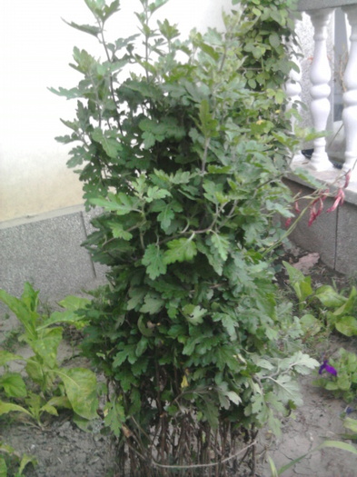 tufa - florile mele2