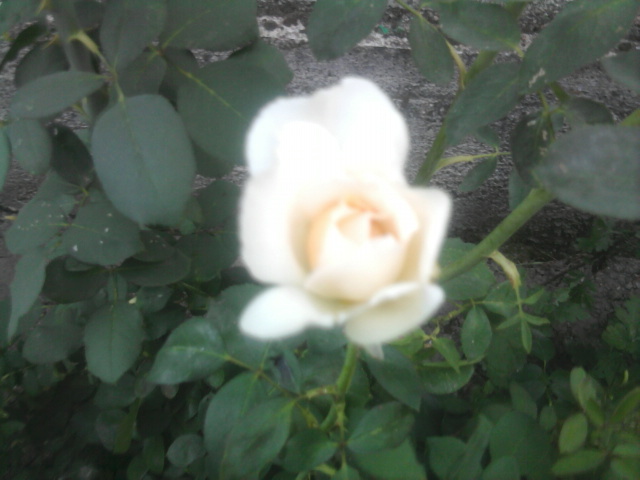 trandafir alb - florile mele2