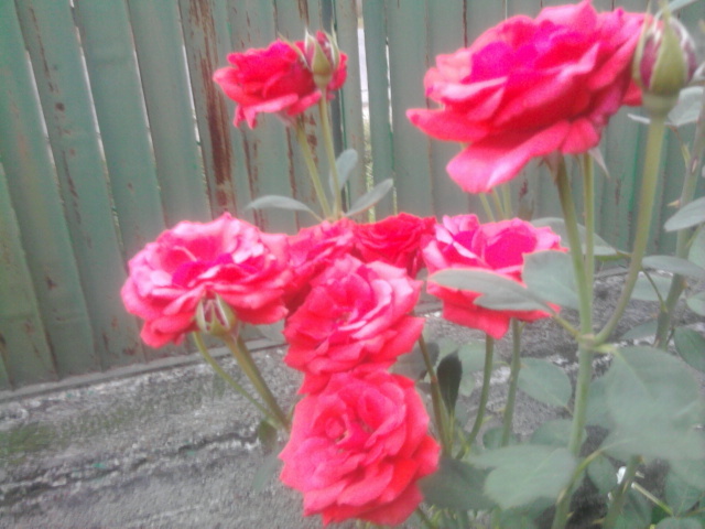 trandafir rosu - florile mele2