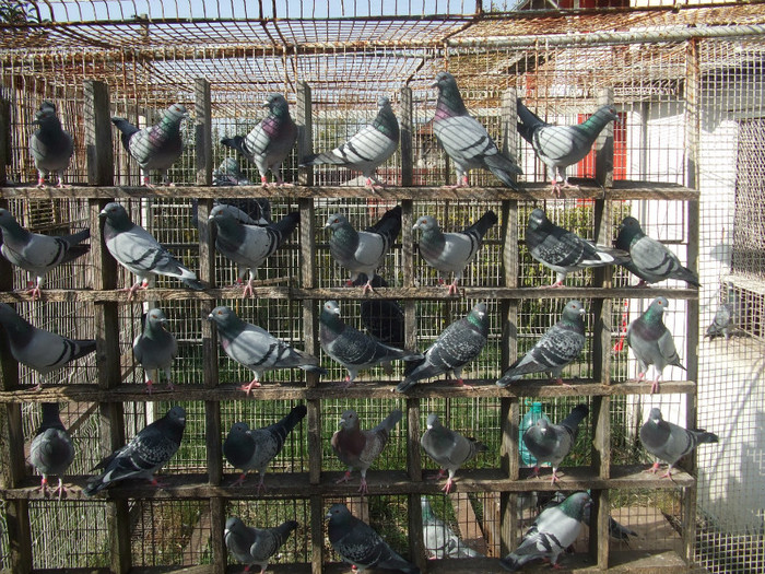 Picture decembrie 2008 018