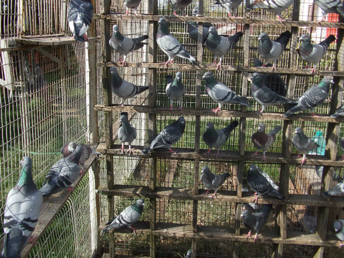 Picture decembrie 2008 019