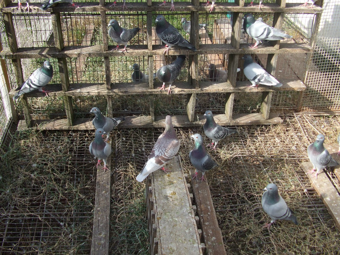 Picture decembrie 2008 021