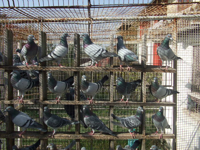 Picture decembrie 2008 024