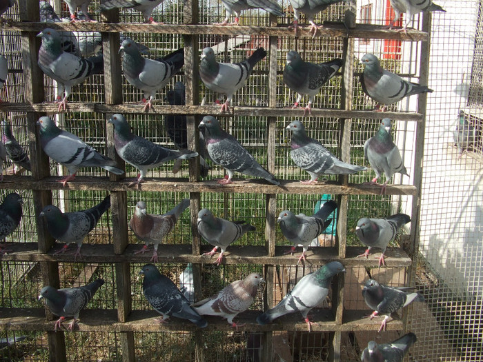 Picture decembrie 2008 025