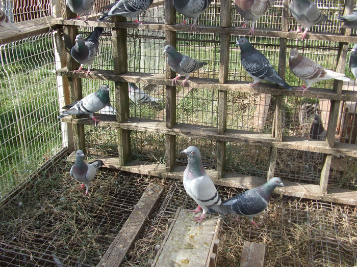 Picture decembrie 2008 028