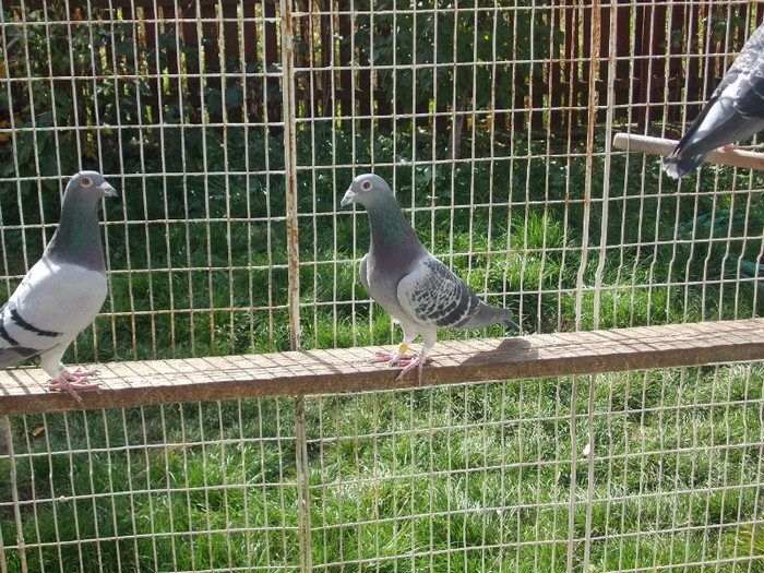 Picture decembrie 2008 031