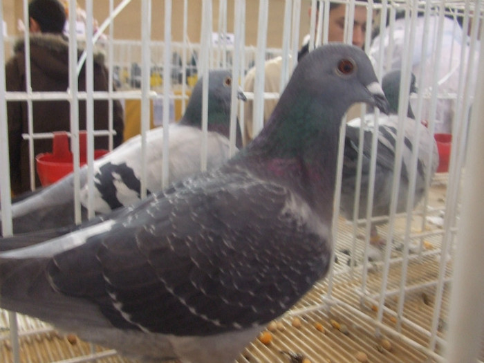 Picture decembrie 2008 099