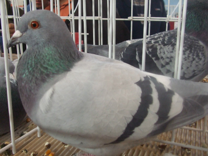 Picture decembrie 2008 100