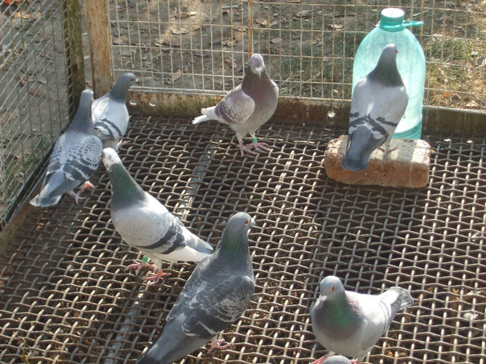 poye de pe camera  octombrie 2011 086