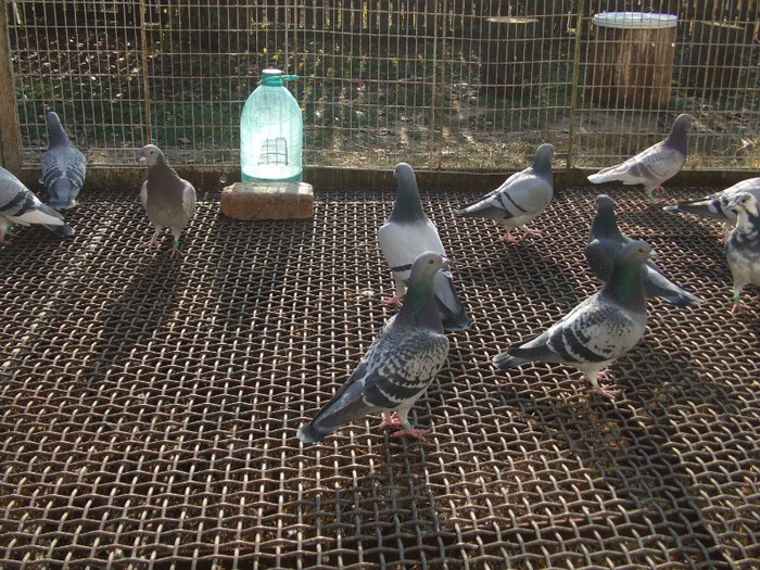 poye de pe camera  octombrie 2011 087