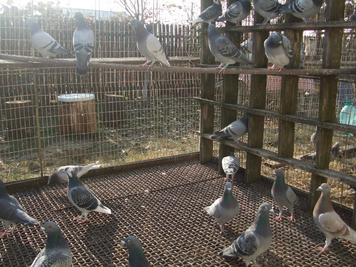 poye de pe camera  octombrie 2011 088