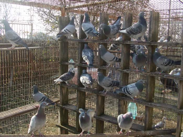 poye de pe camera  octombrie 2011 089