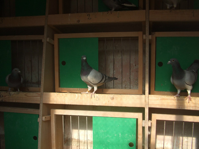 poye de pe camera  octombrie 2011 097