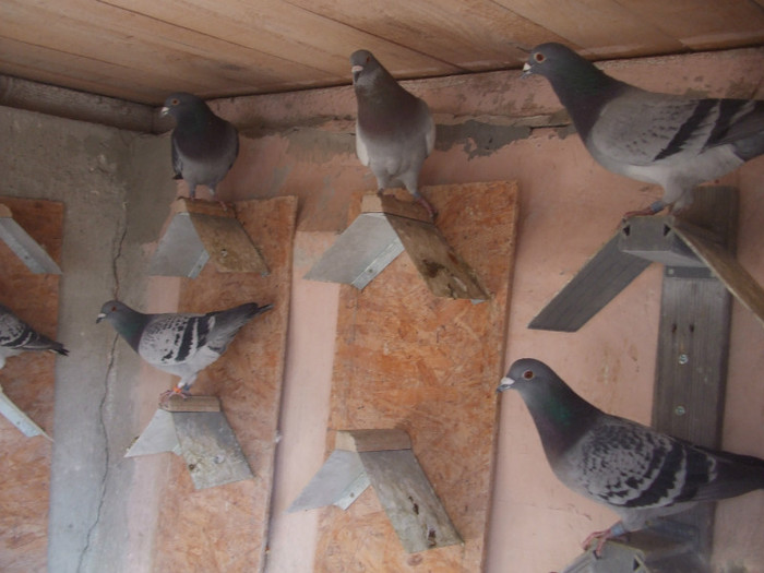 poye de pe camera  octombrie 2011 102