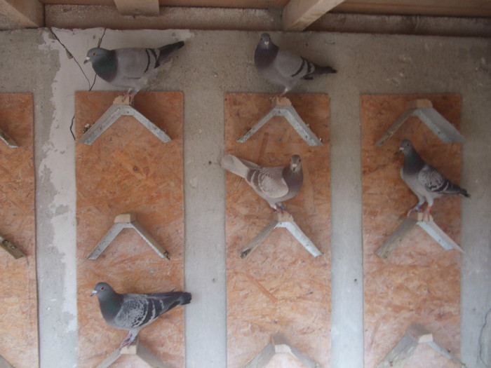 poye de pe camera  octombrie 2011 103