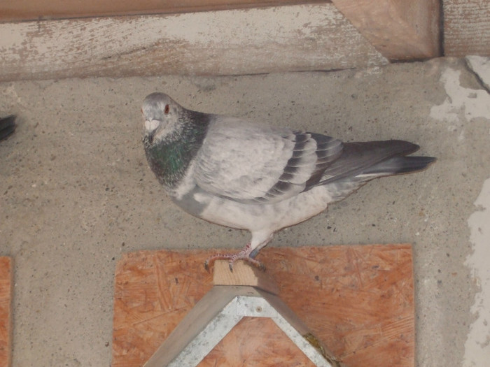 poye de pe camera  octombrie 2011 104