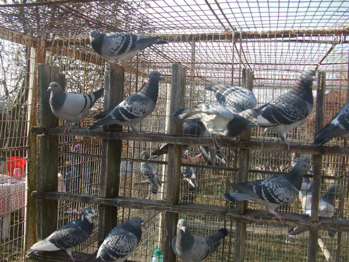 poye de pe camera  octombrie 2011 108