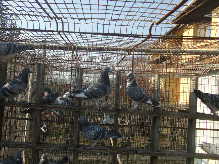 poye de pe camera  octombrie 2011 110