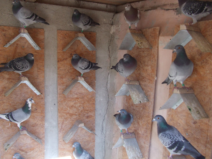 poye de pe camera aprilie 2011 009