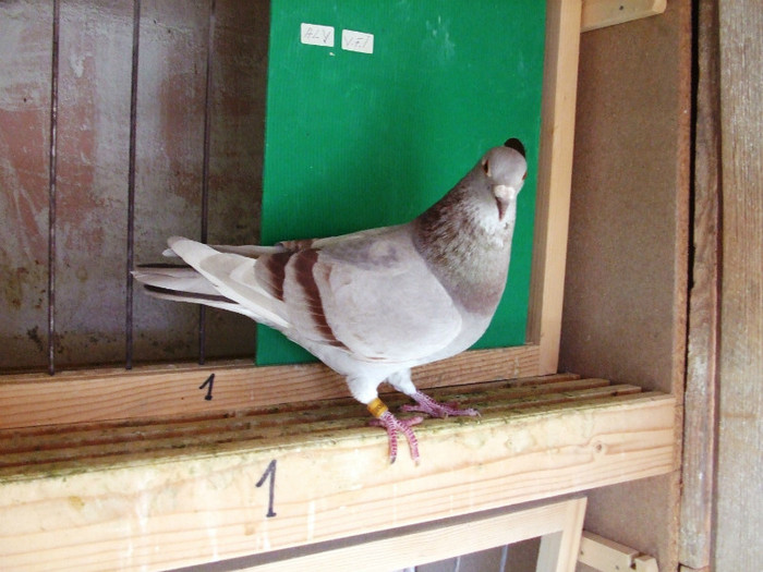 poye de pe camera aprilie 2011 014