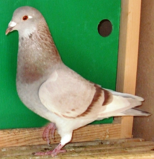 poye de pe camera aprilie 2011 018