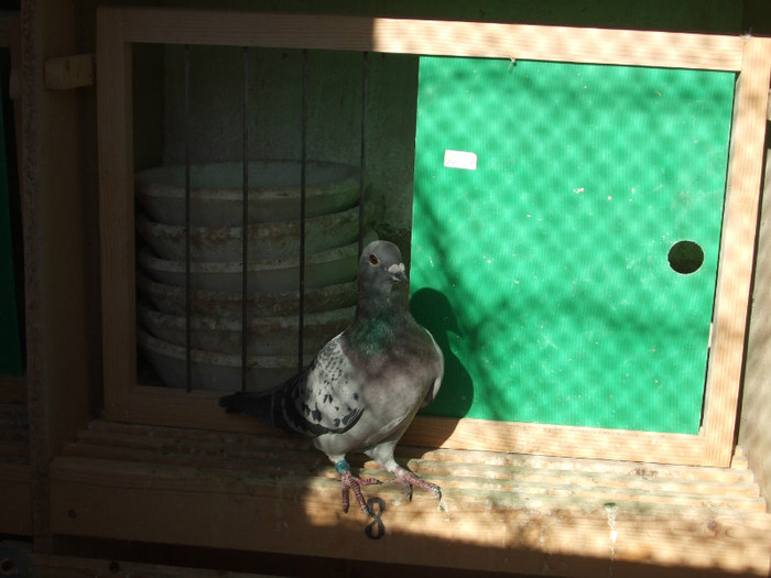 poye de pe camera aprilie 2011 022