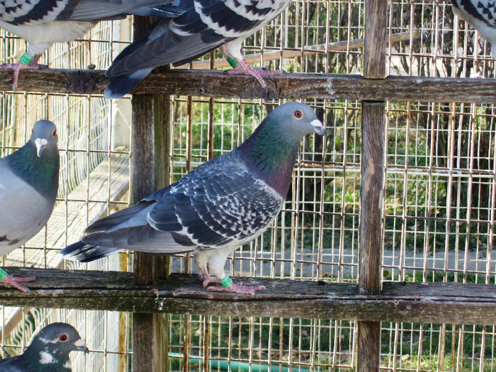 poye de pe camera aprilie 2011 023