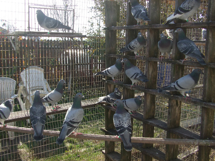 poye de pe camera aprilie 2011 026