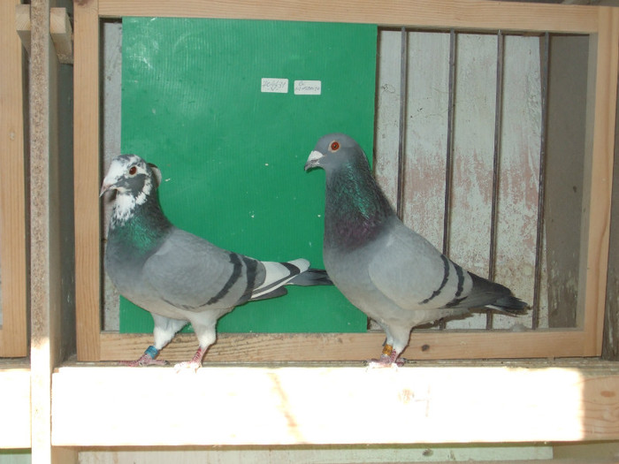 poye de pe camera ianuarie 2011 021