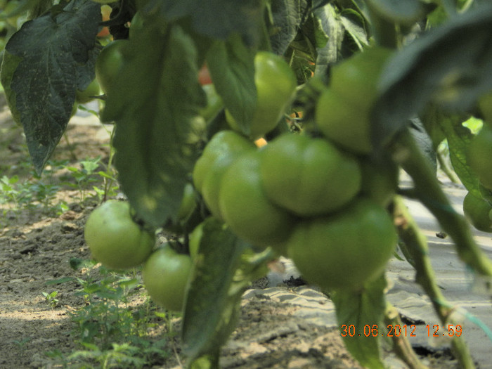 DSCN0606 - tomate 2012