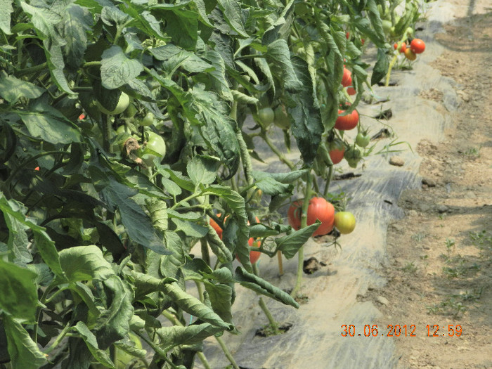 DSCN0607 - tomate 2012