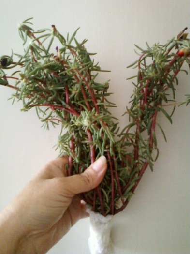 4 iulie 2012-flori 066