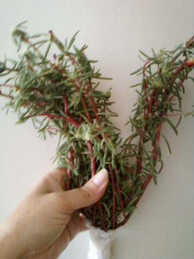 multumesc simona-usaghy