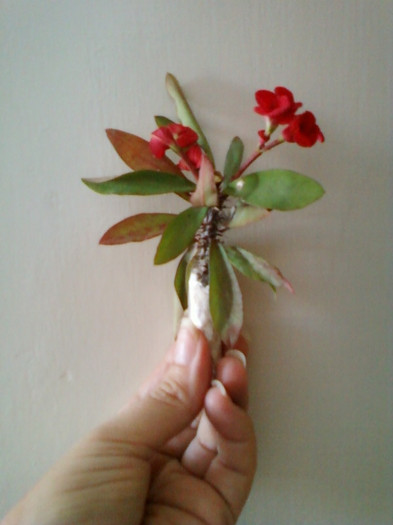 4 iulie 2012-flori 069