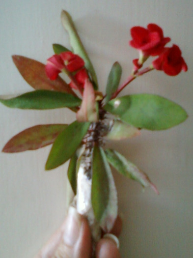 euphorbia milii-coroana lui iisus